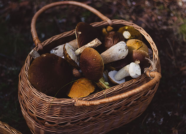 det_funghi