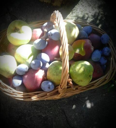 Cestino frutta