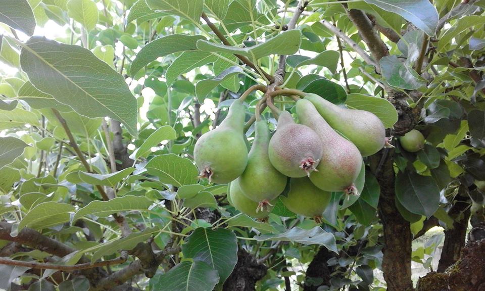 Pere