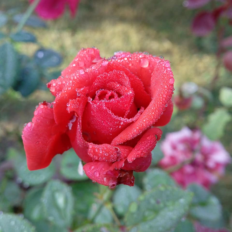 Rosa 2