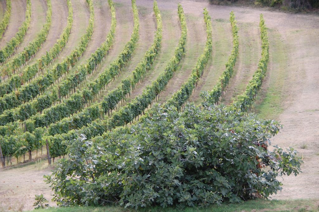 Chianti