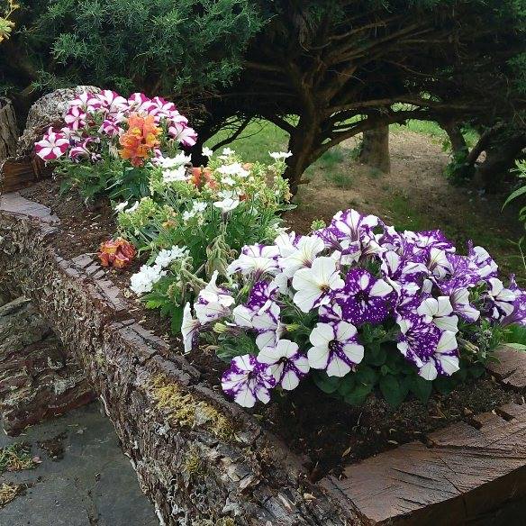 Fiori ingresso