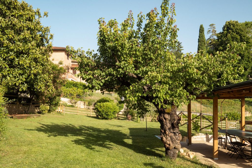 Giardino e albicocco